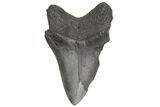 Bargain, Fossil Megalodon Tooth - South Carolina #214705-2